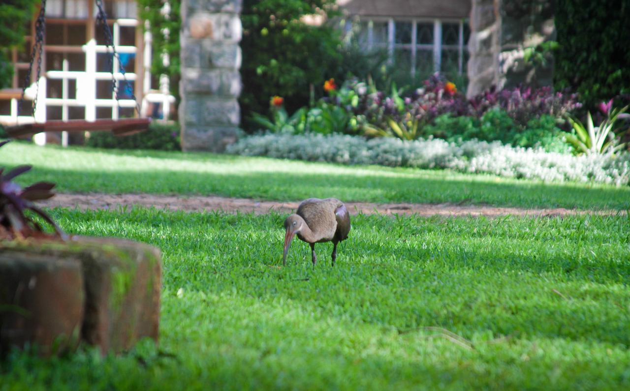 Amani Gardens Inn Nairobi Kültér fotó